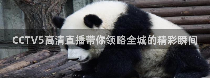 178体育免费直播：CCTV5高清直播带你领略全城的精彩瞬间